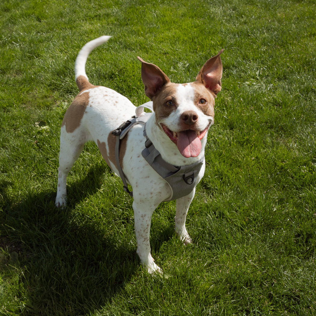 Magnetic Dog Harness - One-Hand Clip, No-Pull Design