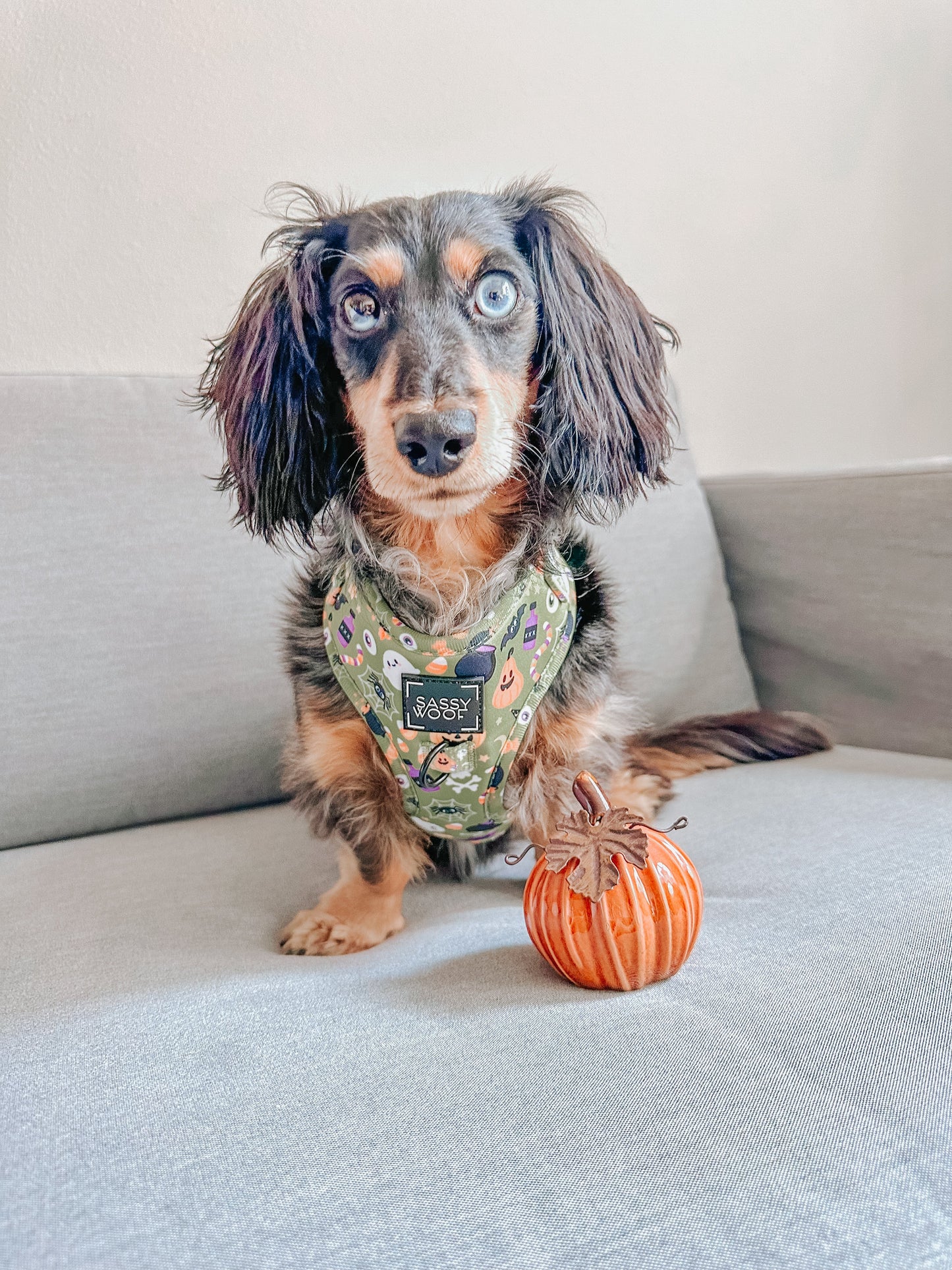 Dog Adjustable Harness - Haunt Mess