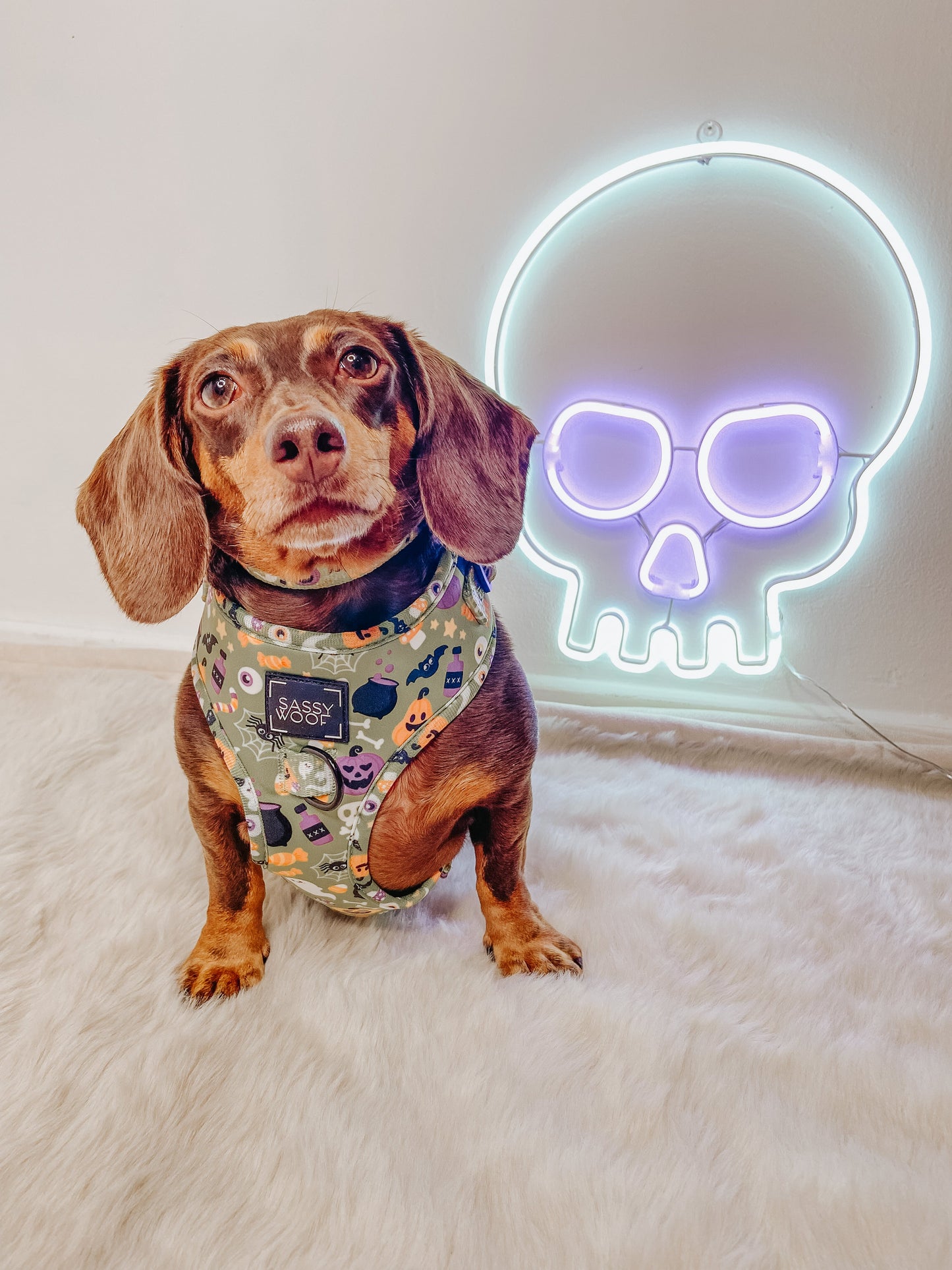 Dog Adjustable Harness - Haunt Mess